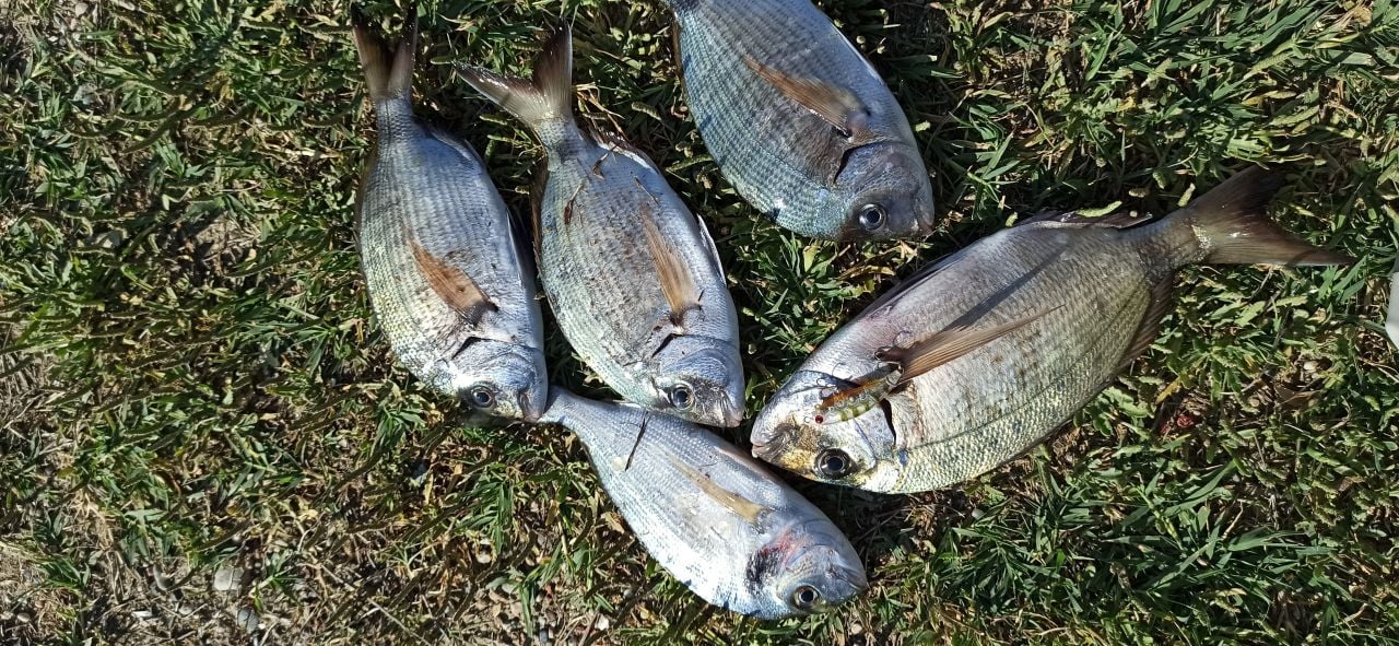 Karagöz, Sargoz, Çupra Avları Zıpır 50 KG