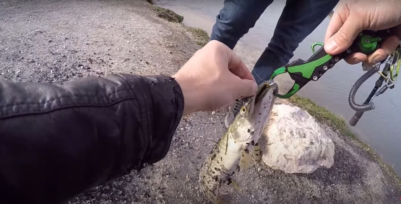 Turna Avı (Tatlı Su) Zıpır 50 KG